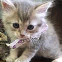 ブルークリーム色の男の子猫ちゃん