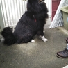 くろべぇ君　里親決定！ サムネイル4