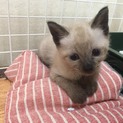 【里親様決定】保護した子猫ちゃんの里親さん募集