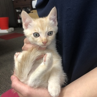 ミルクティ色のトラ