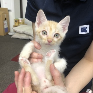 ミルクティ色のトラ猫