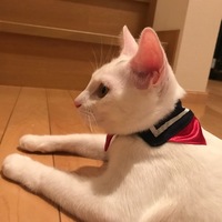 しずく