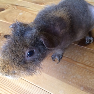 スキニーギニアピッグを家族に加えてください