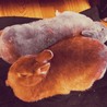 の写真