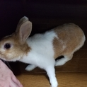 ミニウサギ、オスの2年と半年です