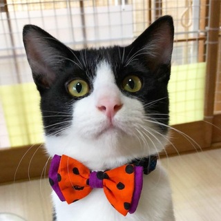 頭も良く優しいハチワレくん