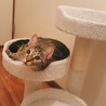 キャットタワー2号機。気に入ってもらえたかな？