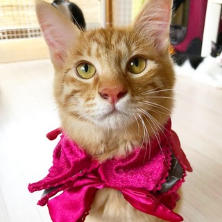 クセ強めの天真爛漫な茶トラ男子