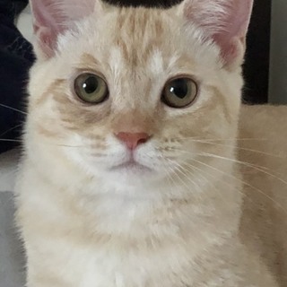 珍しいベージュ色した茶トラの女の子、こむぎちゃん♀