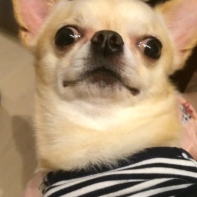 ロミヒ〜のカバー写真