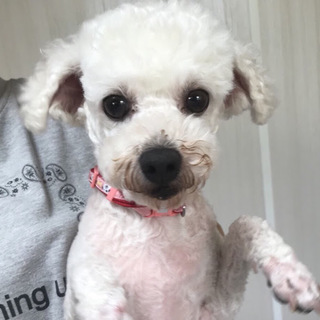 伊達（だて）穏やかで優しいビションガール