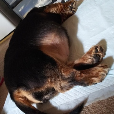 コロンコロンの太鼓腹・・・(￣▽￣;)