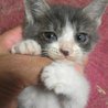 灰ハチ仔猫里親募集 サムネイル2