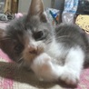 灰ハチ仔猫里親募集 サムネイル5