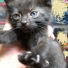 クロ仔猫里親募集 サムネイル2