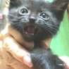 クロ仔猫里親募集 サムネイル3