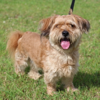 譲渡対象犬紹介