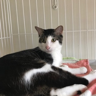 食いしん坊で甘えん坊、まさに男子！という雄猫さん