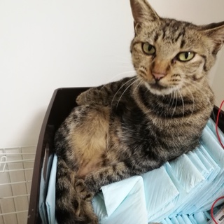 キジトラ女の子チャオ