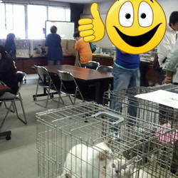 神奈川県動物保護センター登録ボランティア譲渡会（管轄地域外譲渡可能です。）