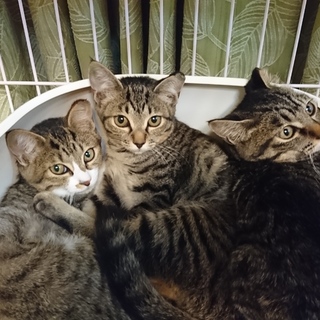 ５月位生まれの姉妹４匹♪保護猫、地域猫