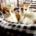 生後4ヶ月の保護猫マロン＆ミルク♂