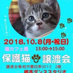 10/8(祝日)　猫カフェ風保護猫譲渡会Again サムネイル1