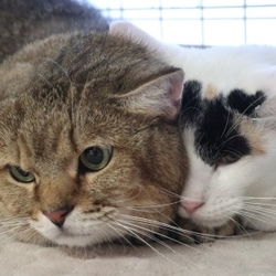 10/8(祝日)　猫カフェ風保護猫譲渡会Again サムネイル3