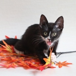 10/8(祝日)　猫カフェ風保護猫譲渡会Again サムネイル2