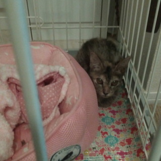 緊急で探しています