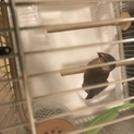 文鳥の雛お世話していただける方いませんか？