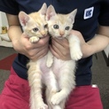 子猫2匹