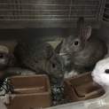 保護うさぎ 4羽