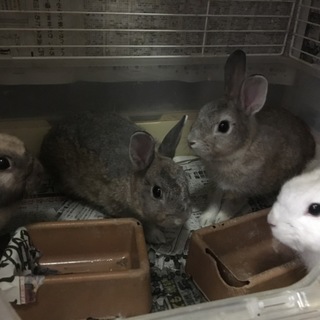 保護うさぎ 4羽