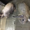 保護うさぎ 4羽 サムネイル2
