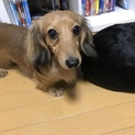 今年で３歳です！よろしくお願いします。