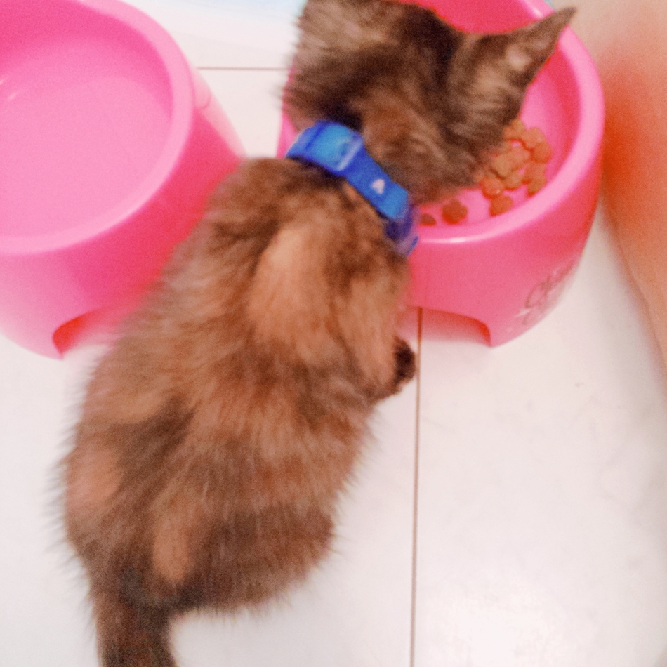 ショコラのカバー写真