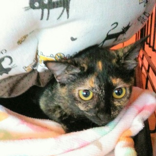 サビ猫☆シナモンちゃん