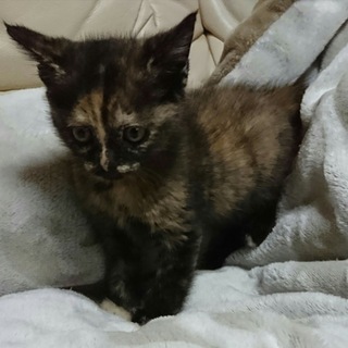 サビ猫☆ぽこちゃん