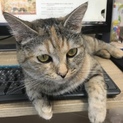 とっても甘えんぼなマンチカン