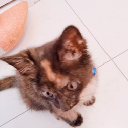 もちショコラになりました