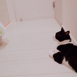 「もちショコラになりました」サムネイル2