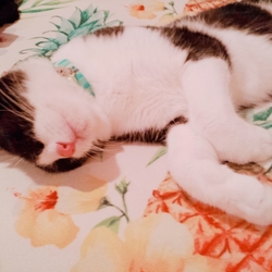 「もちショコラになりました」サムネイル3