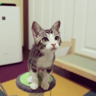 仲良し姉弟★チェリー&茶々まる