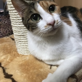 三毛猫メス☆私も優しい家族が出来ました！