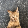 迷い猫❤︎ 預かる
