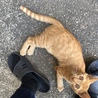 駆け寄りゴロゴロ