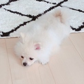 ポメ♂4ヶ月の元気な赤ちゃんです