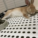 9ヶ月のネザーランドドワーフの里親を探しています。
