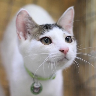 ちょこっとビビりなボブテイル・ムサシくん